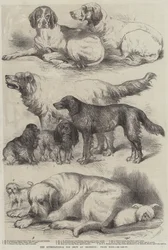 The International Dog Show at Islington, Prize Dogs